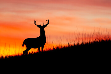 White-tailed Deer at sunrise taken in North Dakota