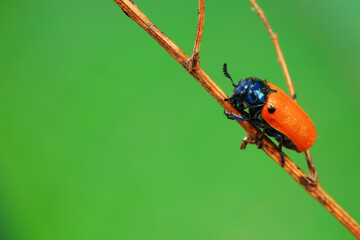 Leaf beetle on wild plants, North China