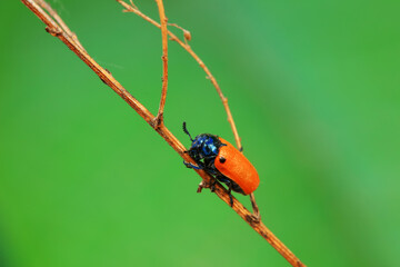 Leaf beetle on wild plants, North China