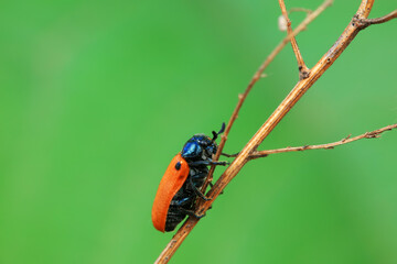 Leaf beetle on wild plants, North China