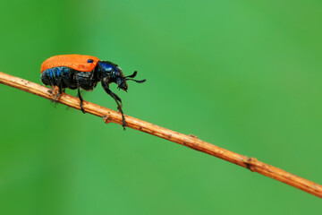 Leaf beetle on wild plants, North China