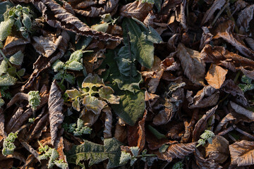 Frosted dry autumn leaves. Brown november leaves under frost.
