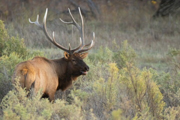 Bull Elk taken in northern Montana