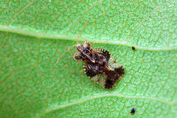 Hemiptera bugs in the wild, North China