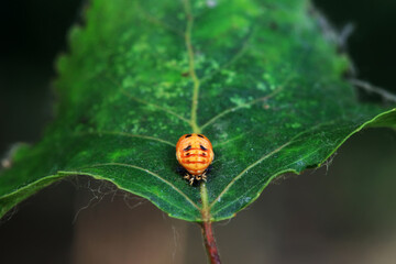 Ladybugs on wild plants, North China