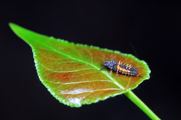 Ladybugs on wild plants, North China