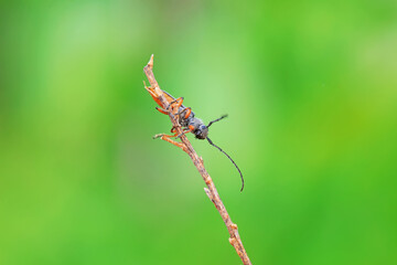 Longicorn on wild plants, North China