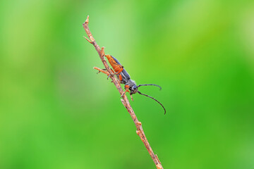 Longicorn on wild plants, North China