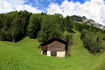 summer pasture for goats and sheep