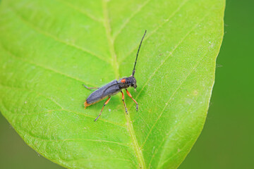 Longicorn on wild plants, North China