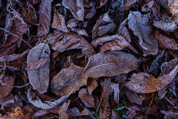 Obraz premium Frosted dry autumn leaves. Brown november leaves under frost.