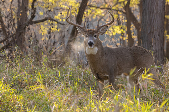 White-tailed Deer rut taken in southern MN