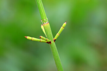 Equisetum, a wild plant, North China
