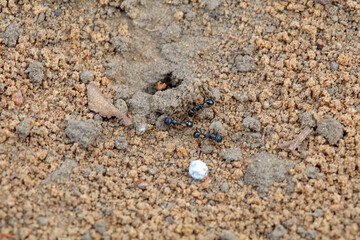 Ants crawl on the ground, North China