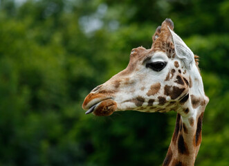 portrait of a giraffe