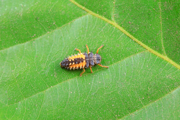 Ladybugs on wild plants, North China