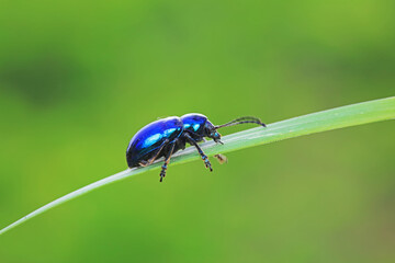 Naklejka premium Leaf beetle on wild plants, North China