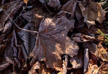 Frosted dry autumn leaves. Brown november leaves under frost.