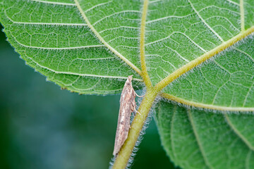 Lepidoptera insects in the wild, North China