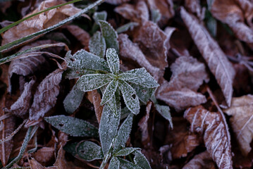 Frosted dry autumn leaves. Brown november leaves under frost.