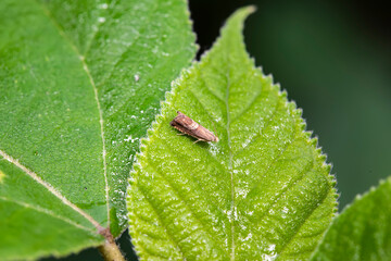 Lepidoptera insects in the wild, North China