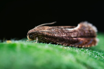 Lepidoptera insects in the wild, North China