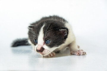 An adorable striped cat on a white background