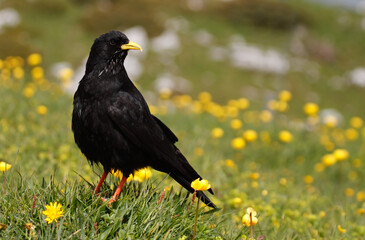 Alpine chough within flowers