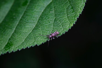Longicorn on wild plants, North China