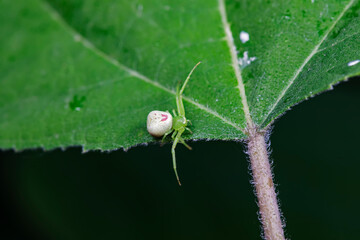Spiders in the wild, North China
