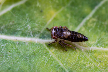 Leaf cicada on wild plants, North China