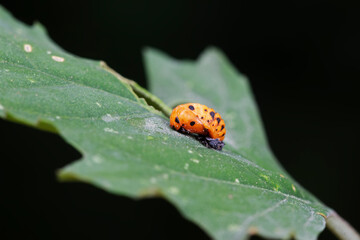 Ladybugs on wild plants, North China