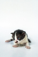 An adorable striped cat on a white background