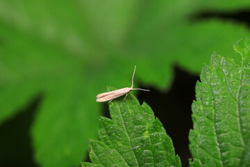 Lepidoptera insects in the wild, North China