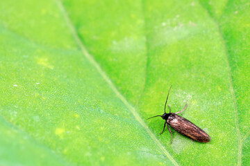 Lepidoptera insects in the wild, North China
