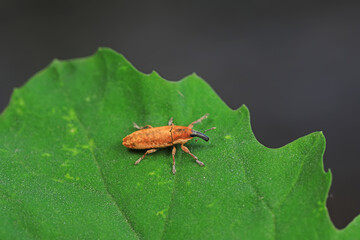 Weevil on wild plants, North China