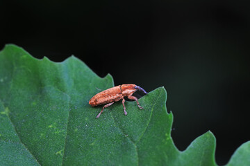 Weevil on wild plants, North China