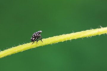 Hemiptera wax Cicadellidae insects on wild plants, North China