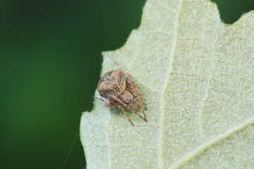 Spiders in the wild, North China
