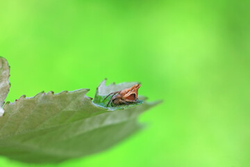 Spiders in the wild, North China