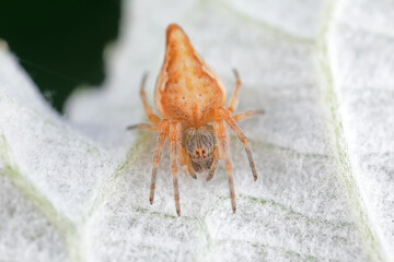 Spiders in the wild, North China
