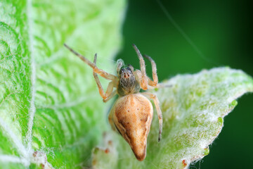 Spiders in the wild, North China