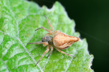 Spiders in the wild, North China