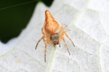 Spiders in the wild, North China