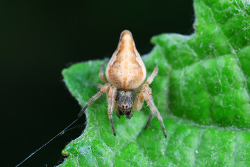 Spiders in the wild, North China