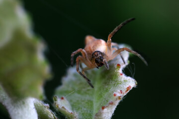 Spiders in the wild, North China