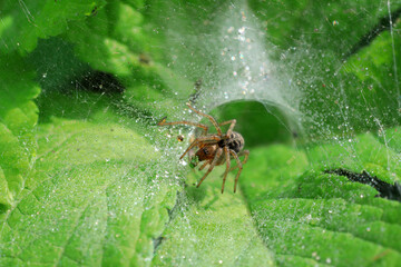 Spiders in the wild, North China