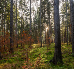 Obraz premium Wald mit sonne und Aufforstung im November in Thüringen, Deutschland
