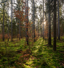 Wald mit sonne und Aufforstung im November in  Thüringen, Deutschland