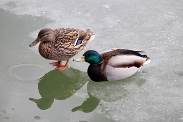 Couple of mallard ducks resting on melting ice. Male and female wild ducks on winter lake